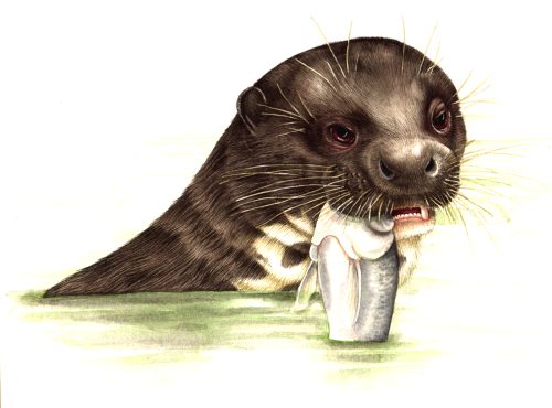 Giant otter Pteronura brasiliensis natural history illustration by Lizzie Harper