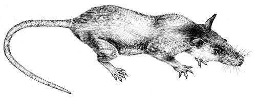 Giant pouched rat Cricetomys natural history illustration by Lizzie Harper
