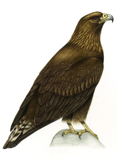 Golden eagle Aquila chrysaetos natural history illustration by Lizzie Harper