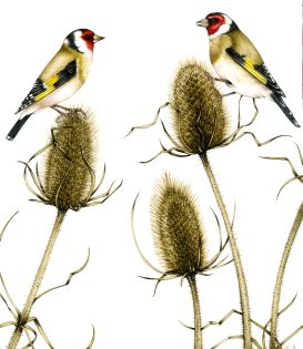Goldfinch Carduelis carduelis and teasels