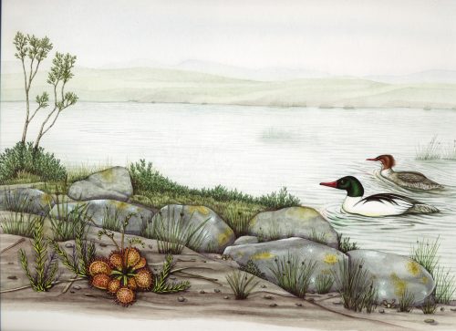 Goosander Mergus merganser natural history illustration by Lizzie Harper