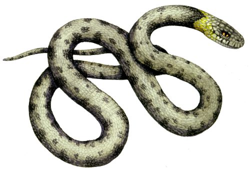 Grass snake natural history illustration by Lizzie Harper