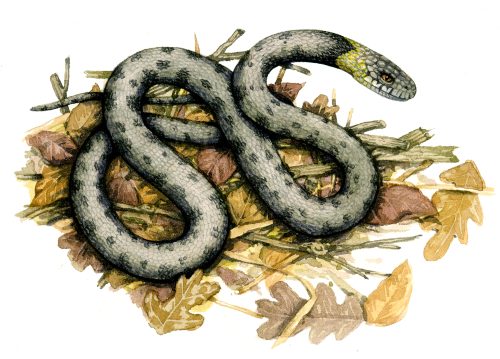 Grass snake on leaves natural history illustration by Lizzie Harper