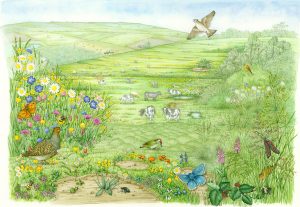 Grassland landscape showing associated species and best practice management