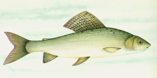 Grayling natural history illustration by Lizzie Harper