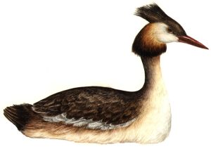 Great crested grebe Podiceps cristatus natural history illustration by Lizzie Harper