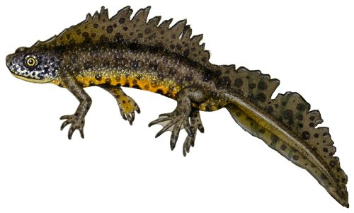 Great crested newt natural history illustration by Lizzie Harper