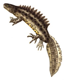 Great crested newt Triturus cristatus