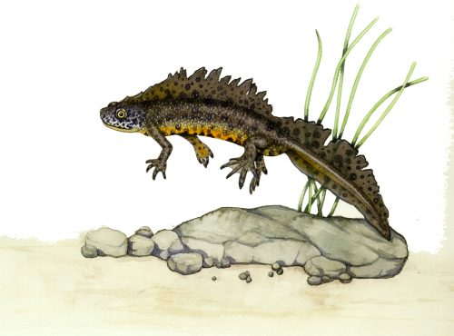 Great crested newt natural history illustration by Lizzie Harper