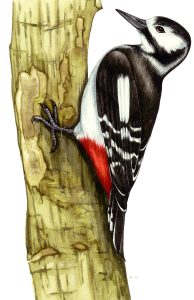 Great spotted woodpecker Dendrocopos major natural history illustration by Lizzie Harper