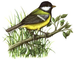 Great Tit Parus major natural history illustration by Lizzie Harper