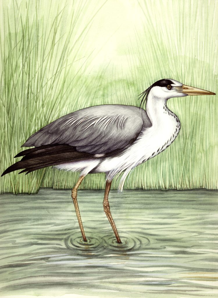 Grey heron Ardea cinerea natural history illustration by Lizzie Harper
