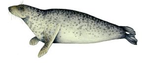 Grey seal Halichoerus grypus natural history illustration by Lizzie Harper