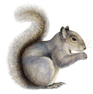 Grey squirrel Sciurus carolinensis natural history illustration by Lizzie Harper
