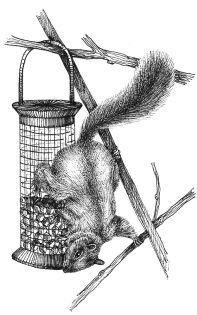 Grey squirrel Sciurus carolinensis 2