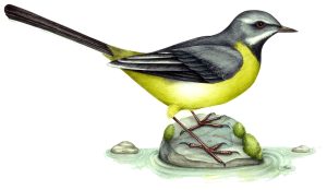 Grey wagtail Motacilla cinerea natural history illustration by Lizzie Harper