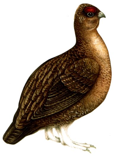 Red grouse Lagopus lagopus natural history illustration by Lizzie Harper
