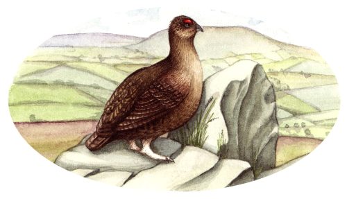 Red grouse Lagopus lagopus vignette natural history illustration by Lizzie Harper