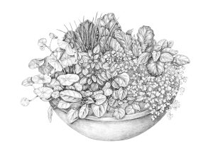 Growing herbs in a pot natural history illustration by Lizzie Harper