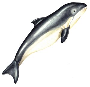 Harbour porpoise Phocoena phocoena natural history illustration by Lizzie Harper