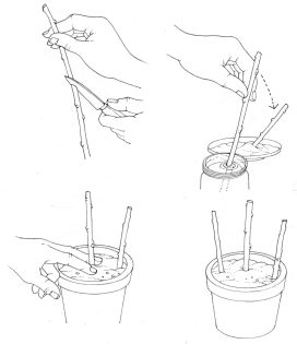 Taking a hardwood cutting