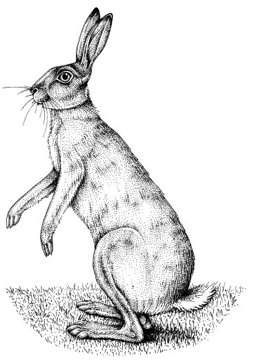 Hare Lepus europaeus natural history illustration by Lizzie Harper