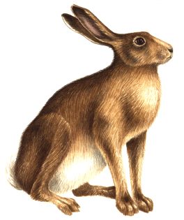 Hare Lepus europaeus 3
