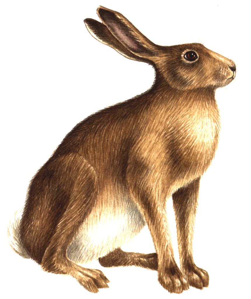 Hare Lepus europaeus 3 - Lizzie Harper