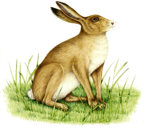 Hare Lepus europaeus natural history illustration by Lizzie Harper
