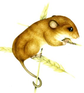 Harvest mouse Micromys minutus 2