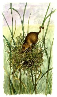 Harvest mouse Micromys minutus