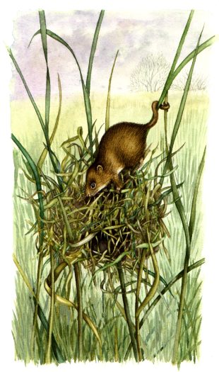 Harvest mouse Micromys minutus natural history illustration by Lizzie Harper