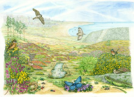 Heathland natural history illustration by Lizzie Harper