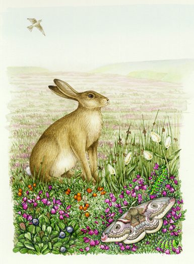 Heathland landscape with hare natural history illustration by Lizzie Harper