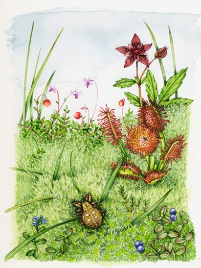 Heathland view with sundew and spider natural history illustration by Lizzie Harper