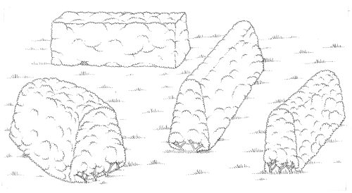 Hedge shapes natural history illustration by Lizzie Harper