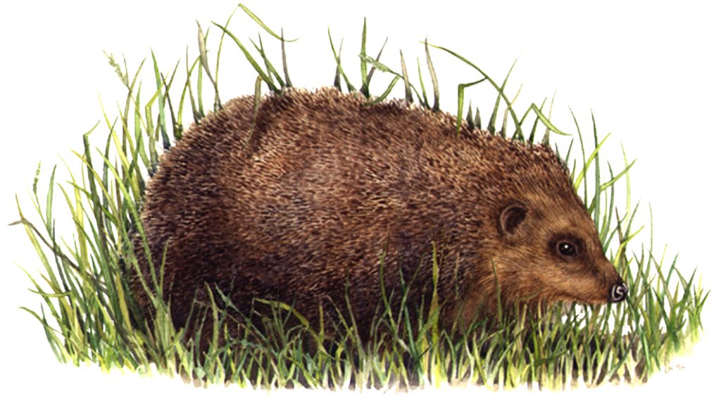 Hedgehog Erinaceus europaeus natural history illustration by Lizzie Harper