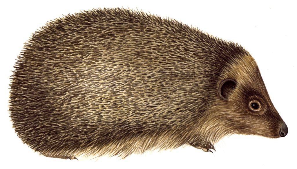 Hedgehog Erinaceus europaeus natural history illustration by Lizzie Harper