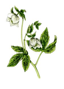 Hellebore black death disease diagram