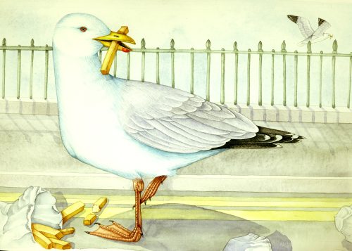Herring gull Larus argentatus natural history illustration by Lizzie Harper
