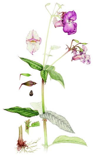 Himalayan balsam Impatiens glandulifera botanical illustration sketchbook style natural history illustration by Lizzie Harper