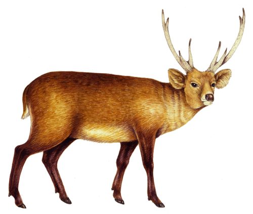 Indian Hog deer Hyelaphus porcinus natural history illustration by Lizzie Harper