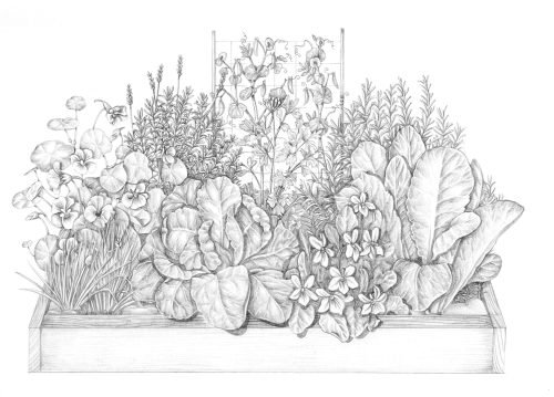 Intensive raised bed crops natural history illustration by Lizzie Harper