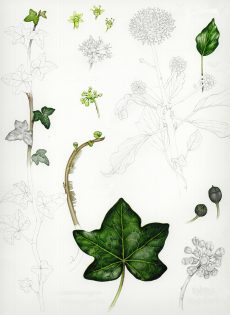 Ivy studies hedera helix sketchbook