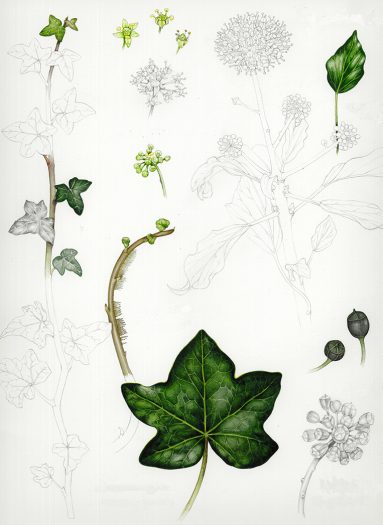 Ivy studies hedera helix botanical illustration sketchbook style natural history illustration by Lizzie Harper