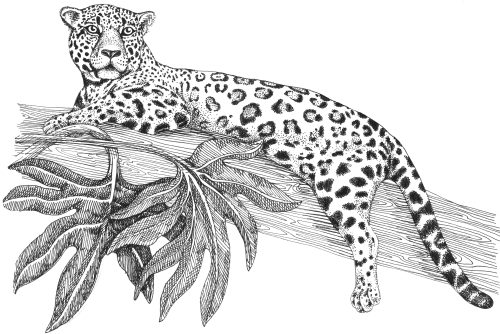 Jaguar Panthera onca natural history illustration by Lizzie Harper