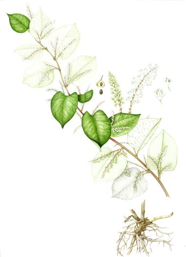 Japanese Knotweed Fallopia japonica botanical illustration sketchbook style natural history illustration by Lizzie Harper