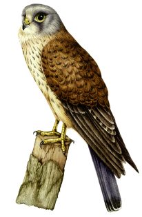 Kestrel Falco tinnunculus