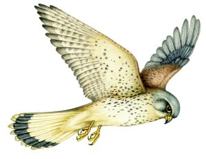 Kestrel Falco tinnunculus natural history illustration by Lizzie Harper