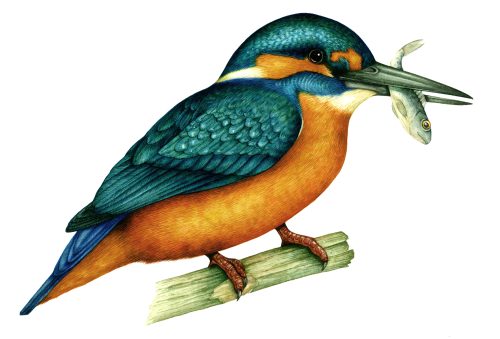 Common kingfisher Alcedo atthis natural history illustration by Lizzie Harper